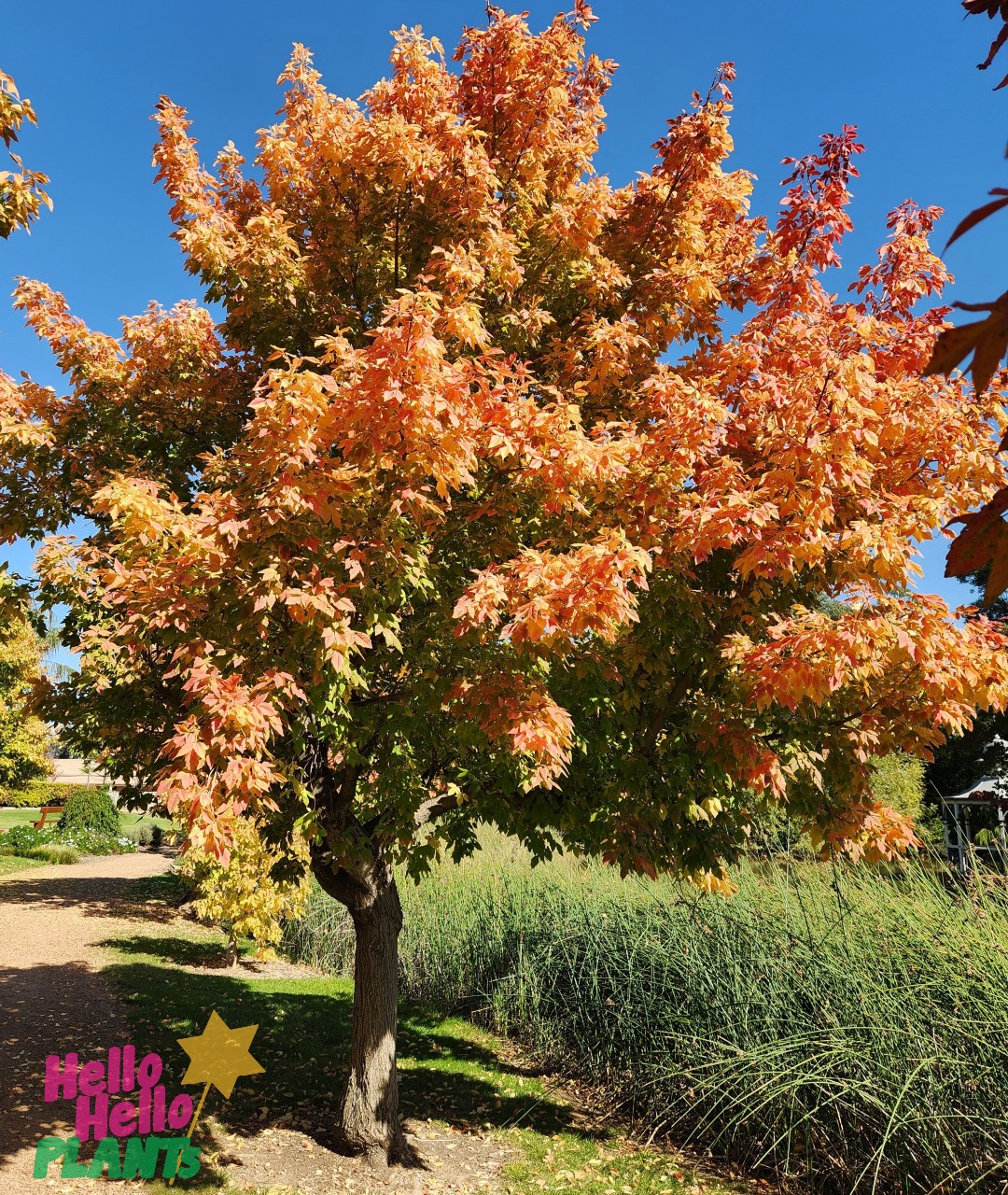 An Acer 'Sensation' Maple in a 12" pot, available in our Growers Flash Sale, displays vibrant orange and yellow autumn leaves in a landscaped garden under a clear blue sky.