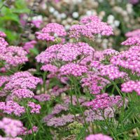 Achillea 'Cloth of Gold' Yarrow features vibrant clusters that bloom elegantly amid lush green foliage in gardens.