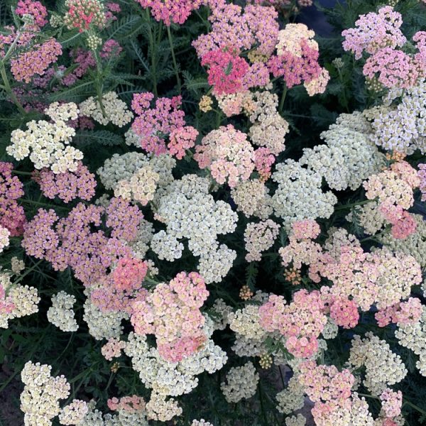 Clusters of pink and white yarrow flowers with fern-like green leaves.