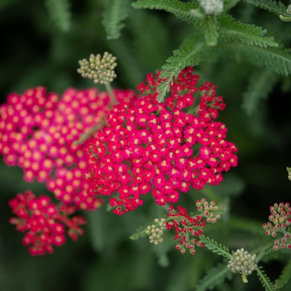 Bright red yarrow flowers surrounded by green feathery leaves. Some flower clusters are blooming, while others are still in bud form.