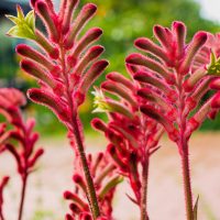 Red fuzzy kangaroo paw flowers with green leaves, against a blurred natural background.