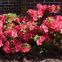 A cluster of vibrant Azalea 'Gumpo Pink' flowers in a 6" pot stands out beautifully against the brick wall background.
