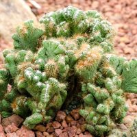 A Cereus peruvianus Monstrose in a 7" pot, with green clusters featuring white speckles and brown spines, flourishes on reddish-brown pebbles.