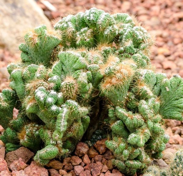 A Cereus peruvianus Monstrose in a 7" pot, with green clusters featuring white speckles and brown spines, flourishes on reddish-brown pebbles.