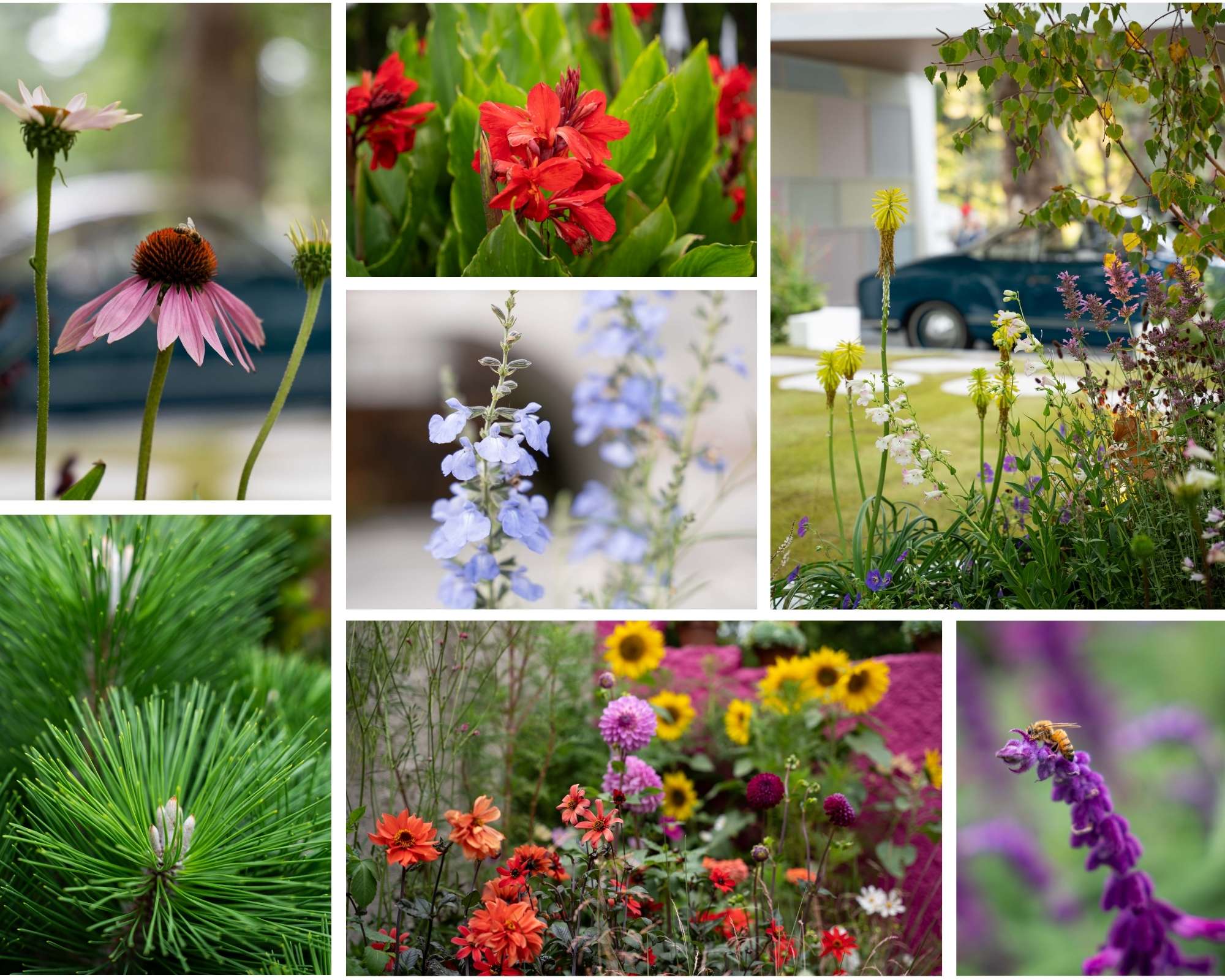 Collage of various flowers and plants, including pink and red blossoms, blue and purple blooms, greenery showcasing the many benefits of gardening, with a distant blue car in the background.