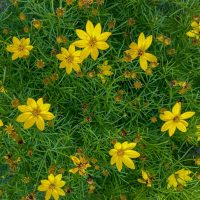 Top view of vibrant yellow flowers with pointed petals surrounded by green foliage. Some flowers are in full bloom, while others appear to be wilting or in bud form.