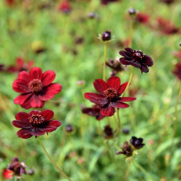 In a green field, Cosmos 'Cherry Chocolate' in a 6" pot flourish with dark red blossoms and rich, velvety petals.
