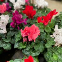 A display of cyclamen flowers with vibrant pink, red, white, and purple blossoms surrounded by green leaves.