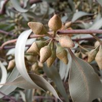 A close-up of the Corymbia 'Baby Citro™' Gum displays clusters of unopened cone-shaped flower buds and elongated, curved leaves.
