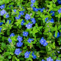 The Evolvulus 'Blue Eyes' 6" Pot boasts a dense cluster of small, vibrant blue flowers with lush green leaves that gracefully cover the ground.