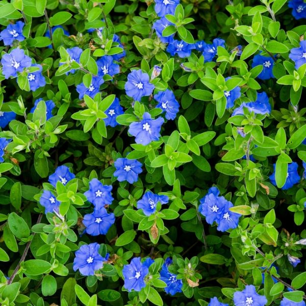 The Evolvulus 'Blue Eyes' 6" Pot boasts a dense cluster of small, vibrant blue flowers with lush green leaves that gracefully cover the ground.