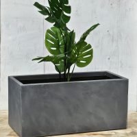A tall potted plant with large green leaves in a rectangular gray planter, placed on a wooden surface against a textured light background.