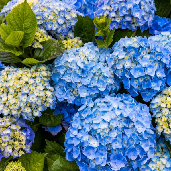 Clusters of vibrant blue and pale yellow flowers with lush green leaves from the Hydrangea 'Tea Time™ Chique' 7" Pot.