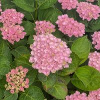 The Hydrangea 'Magical Revolution Blue' in an 8" pot is in full bloom, showcasing its vibrant petals framed by lush green leaves.