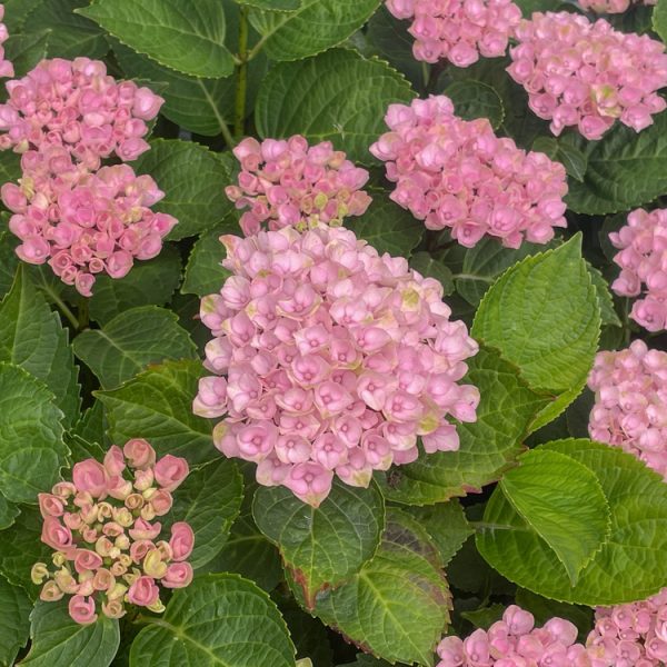 The Hydrangea 'Magical Revolution Blue' in an 8" pot is in full bloom, showcasing its vibrant petals framed by lush green leaves.