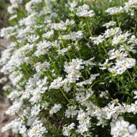 Iberis 'Candy Tuft' flourishes densely in gardens with its delicate white blooms and lush greenery.
