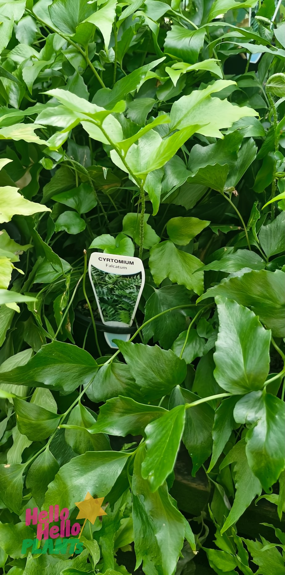 Close-up of Cyrtomium 'Japanese Holly Fern' with lush green leaves, identified by a tag, thriving in its 7" pot.