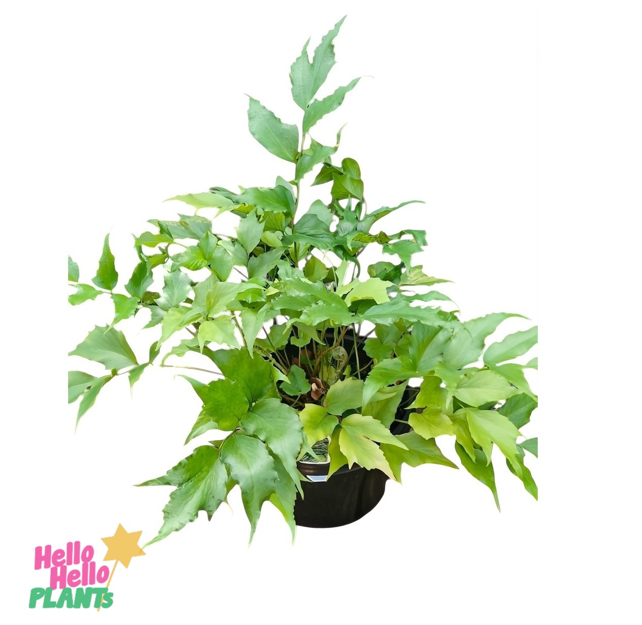 A lush Cyrtomium 'Japanese Holly Fern' with broad, jagged leaves sits elegantly in a 7" pot against a crisp white background, featuring a small "Hello Hello Plants" logo in the corner.