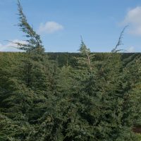 Tall conifer trees against a blue sky with clouds and a hedge in the background.