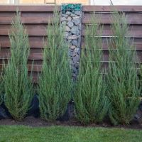 Five tall, narrow evergreen shrubs are planted in front of a wooden fence with a stone column.