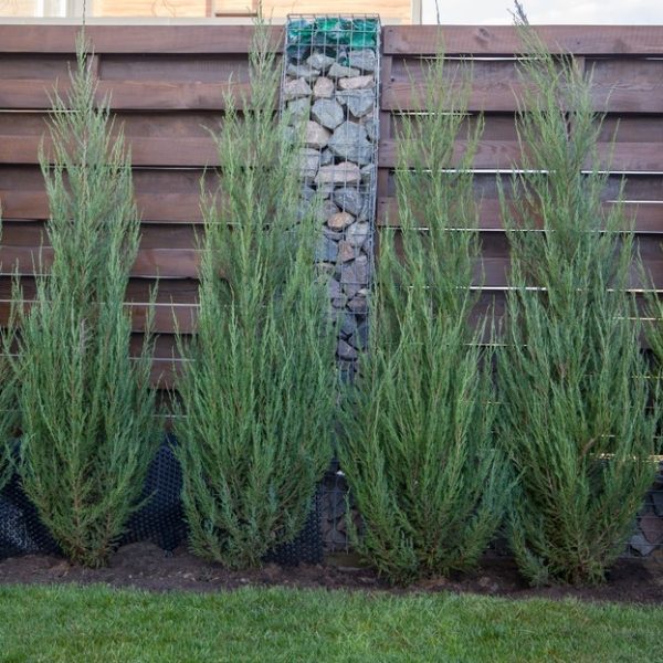 Five tall, narrow evergreen shrubs are planted in front of a wooden fence with a stone column.