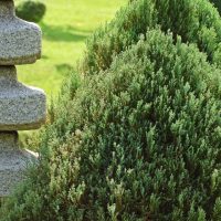 Green bush next to a stone structure with a stacked design, set against a grass backdrop.