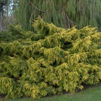 Green conifer shrub with dense foliage, surrounded by grass, set against a backdrop of taller trees.