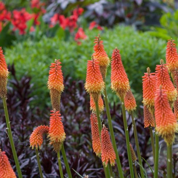 Kniphofia 'Red Rockets Glare' from the Growers Flash Sale features tall spiky blooms with green stems, surrounded by lush greenery. In the background, blurred red flowers enhance the scene, echoing its striking appearance.