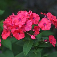 Close-up of vibrant Phlox 'Famous Cerise' blooms with lush green foliage in the background, thriving beautifully in their 4" pot.