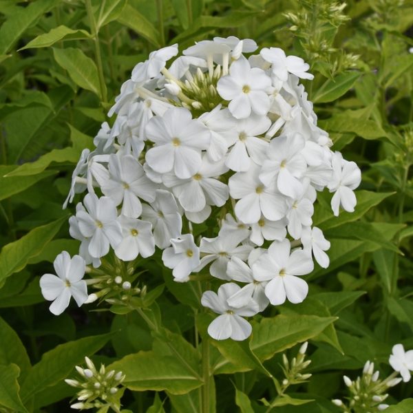 Close-up of Phlox 'Famous Cerise' flowers with small white petals, nestled in a 4" pot, surrounded by lush green leaves.