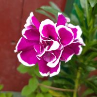 A close-up of the vibrant Petunia 'Lavender Sky' in a 6" pot, showcasing its radiant petals against a blurred backdrop of lush greenery and a rustic red wall.