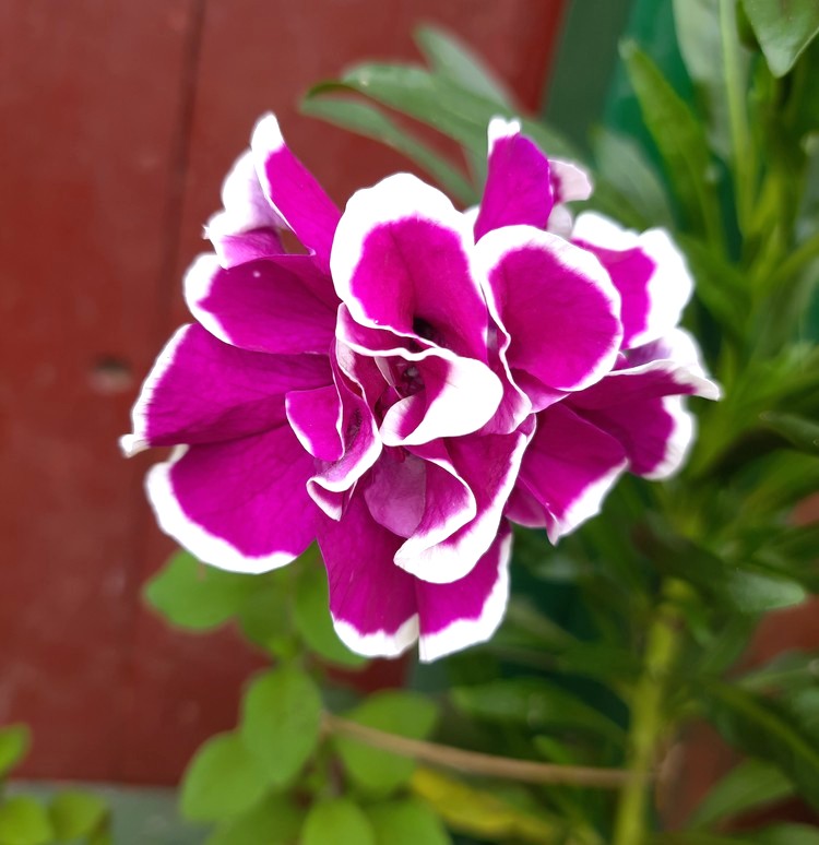 A close-up of the vibrant Petunia 'Lavender Sky' in a 6" pot, showcasing its radiant petals against a blurred backdrop of lush greenery and a rustic red wall.