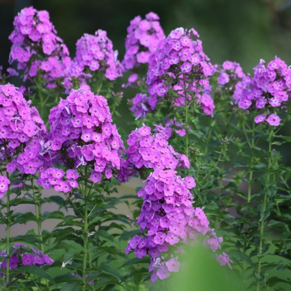 Bright pink phlox blooms atop tall green stems contrast beautifully with the delicate elegance of Phlox 'Famous White' 4" Pot (Copy), set against a blurred natural background.