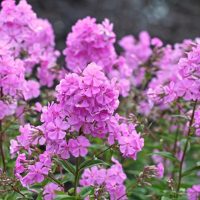 Close-up of a cluster of blooming pink phlox flowers with green leaves in a garden setting.