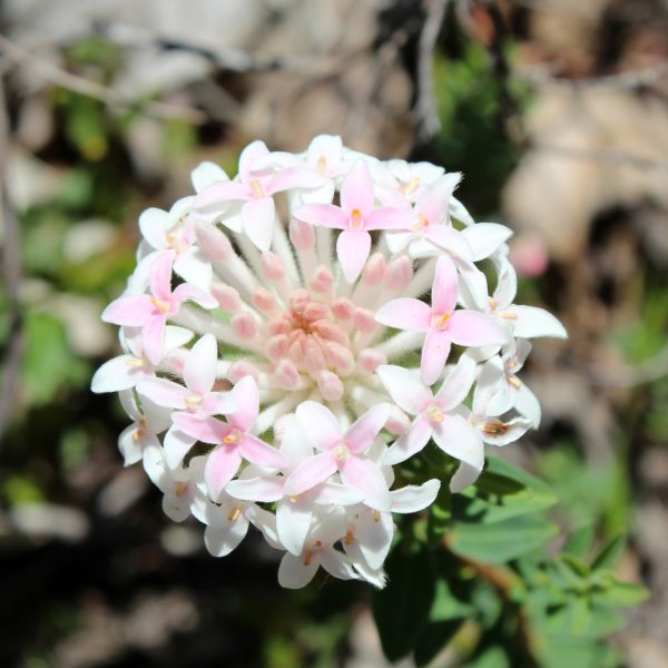 A close-up of a Pimelea 'Marshmallows' flower cluster in a 6" pot shows star-shaped, light pink and white petals with green leaves, resembling delicate marshmallows, while the center features a soft pink hue.