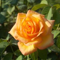 A close-up of a blooming orange Rose 'Frida Kahlo™' Bush Form with green leaves in the background.