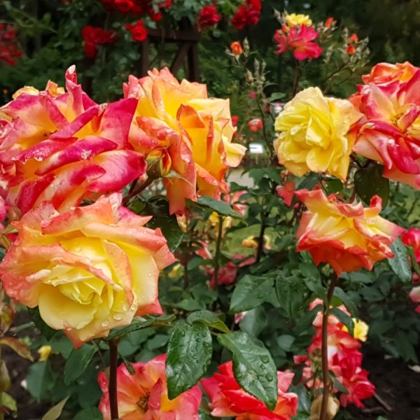 Vibrant roses with red and yellow petals bloom among green leaves in a garden setting.