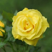 A Rose 'Gold and Great' Bush Rose in full bloom, encircled by buds and vibrant green leaves, stands out against a softly blurred green backdrop.