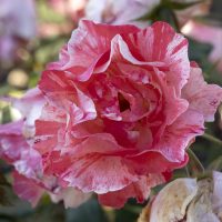 Close-up of a Rose 'Frida Kahlo™' Bush Form, featuring a pink and white striped blossom in full bloom, surrounded by lush greenery and faded petals in the background.