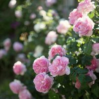 A lush bush featuring clusters of pink Henri Matisse Roses blooms vibrantly against a softly blurred backdrop of greenery.
