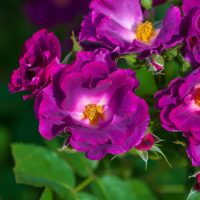 The 'Henri Matisse' rose bush is in full bloom, showcasing its purple and magenta roses with yellow centers, surrounded by lush green leaves.
