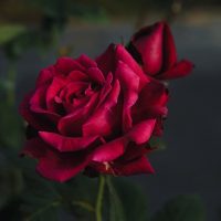 The blooming dark red Rose 'Guinea' Climber and its partially closed bud create an elegant harmony against a blurred dark background.