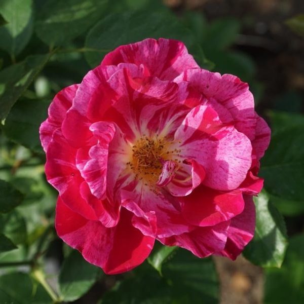 A vibrant close-up of the Rose 'Grimaldi' Bush Form in full bloom, showcasing its stunning red and pink petals against a backdrop of lush green leaves.