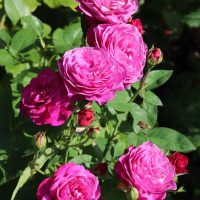 A cluster of vibrant pink Rose 'Guy Savoy' Bush Form blooms surrounded by lush green leaves.