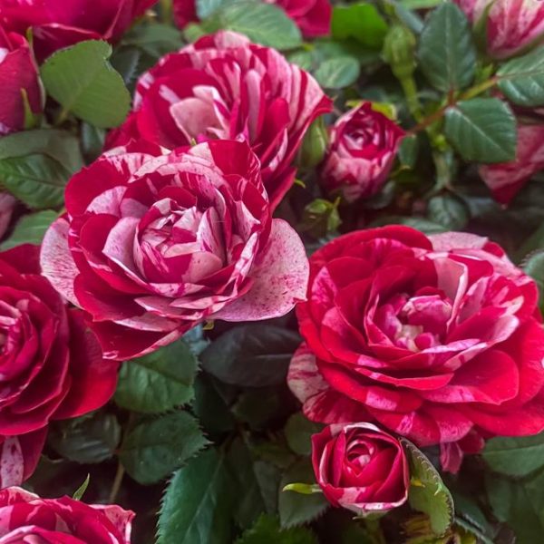 Guy Savoy bush roses in red and white with lush green leaves in full bloom.