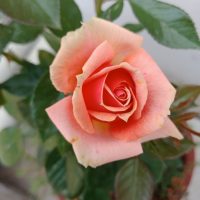A 'Henri Matisse' Rose Bush in full bloom with its pink petals contrasts beautifully against the green leaves in the background.