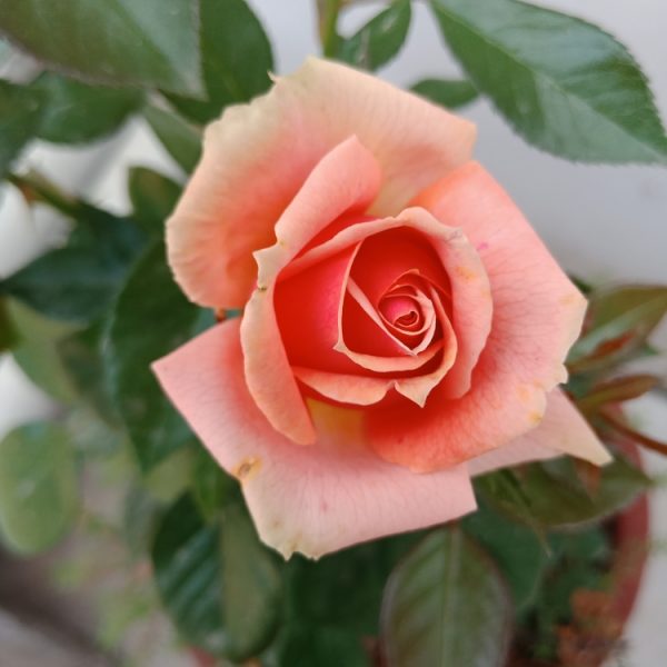 A 'Henri Matisse' Rose Bush in full bloom with its pink petals contrasts beautifully against the green leaves in the background.