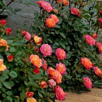 Bushes with vibrant pink and orange Henri Matisse Roses in bloom, surrounded by green leaves, next to a concrete path.