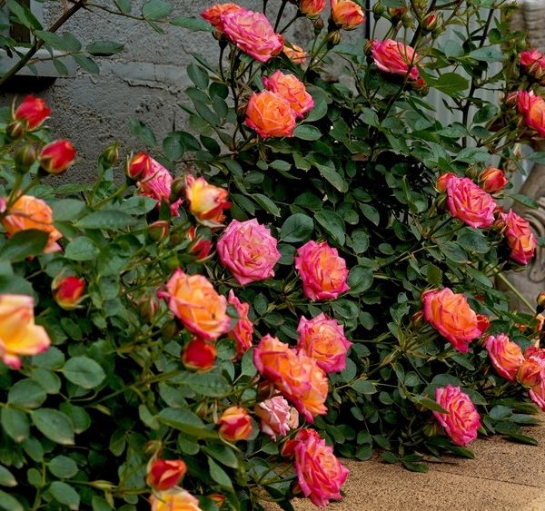 Bushes with vibrant pink and orange Henri Matisse Roses in bloom, surrounded by green leaves, next to a concrete path.