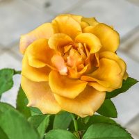 A close-up of Rose 'Midas Touch' Bush Form in bloom, featuring its yellow petals and green leaves against a blurred, light-tiled background.